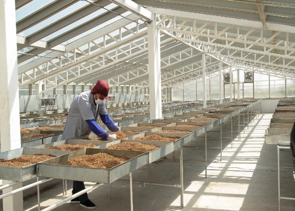 دخانیات و تنباکو